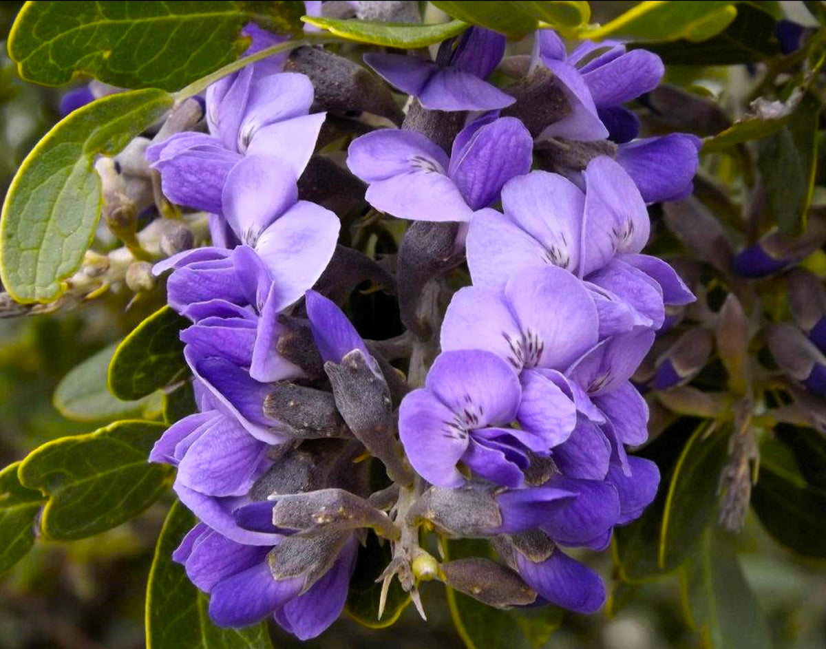 10 TEXAS Mountain LAUREL Sophora Secundiflora Mescal Tree Purple Flower Seeds