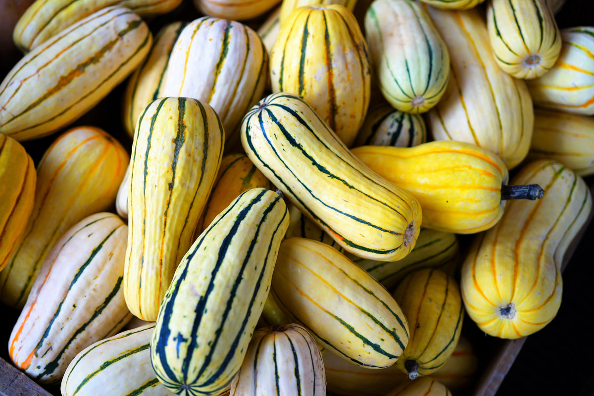 50 Delicate Squash (Cucurbita Pepo) Seeds