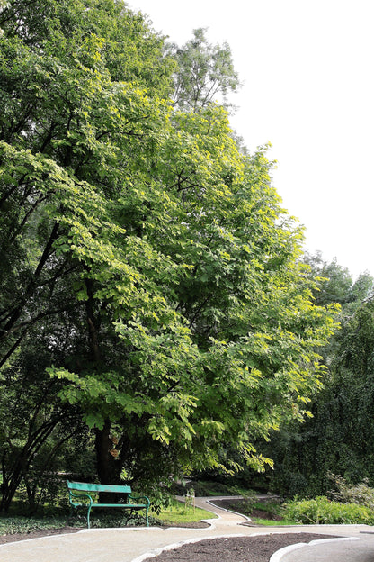 10 Yellow Ash Tree (Cladrastis Lutea Kentukea) Seeds