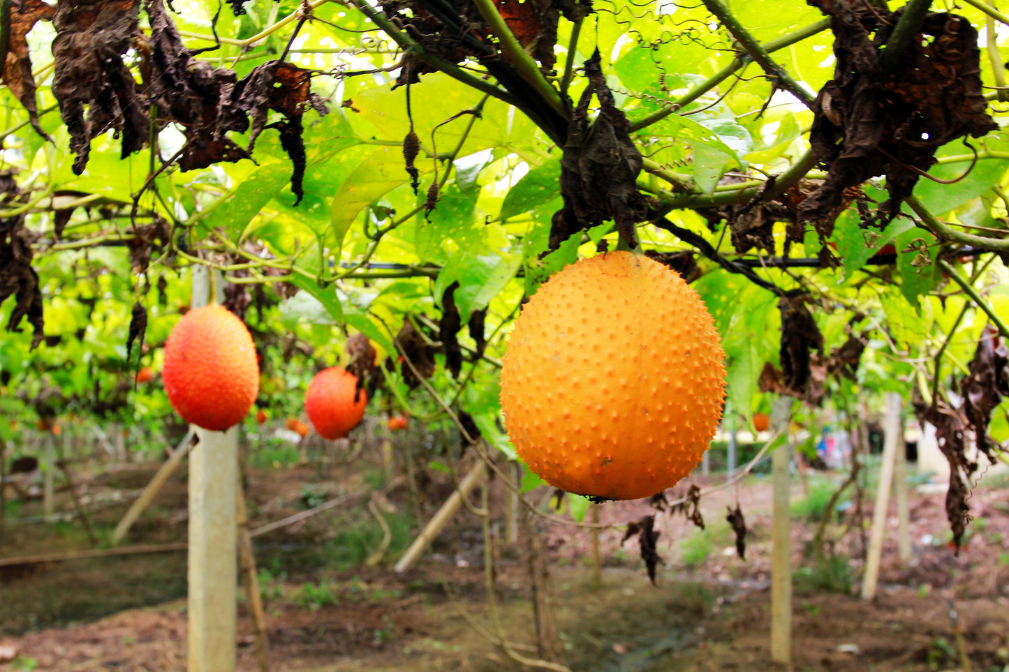 2 Gac Fruit (Momordica Cochinchinensis) Seeds