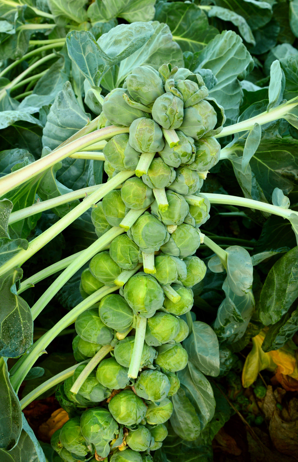 1000 Long Island Improved Brussels Sprouts (Brassica Oleracea Gemmifera) Seeds