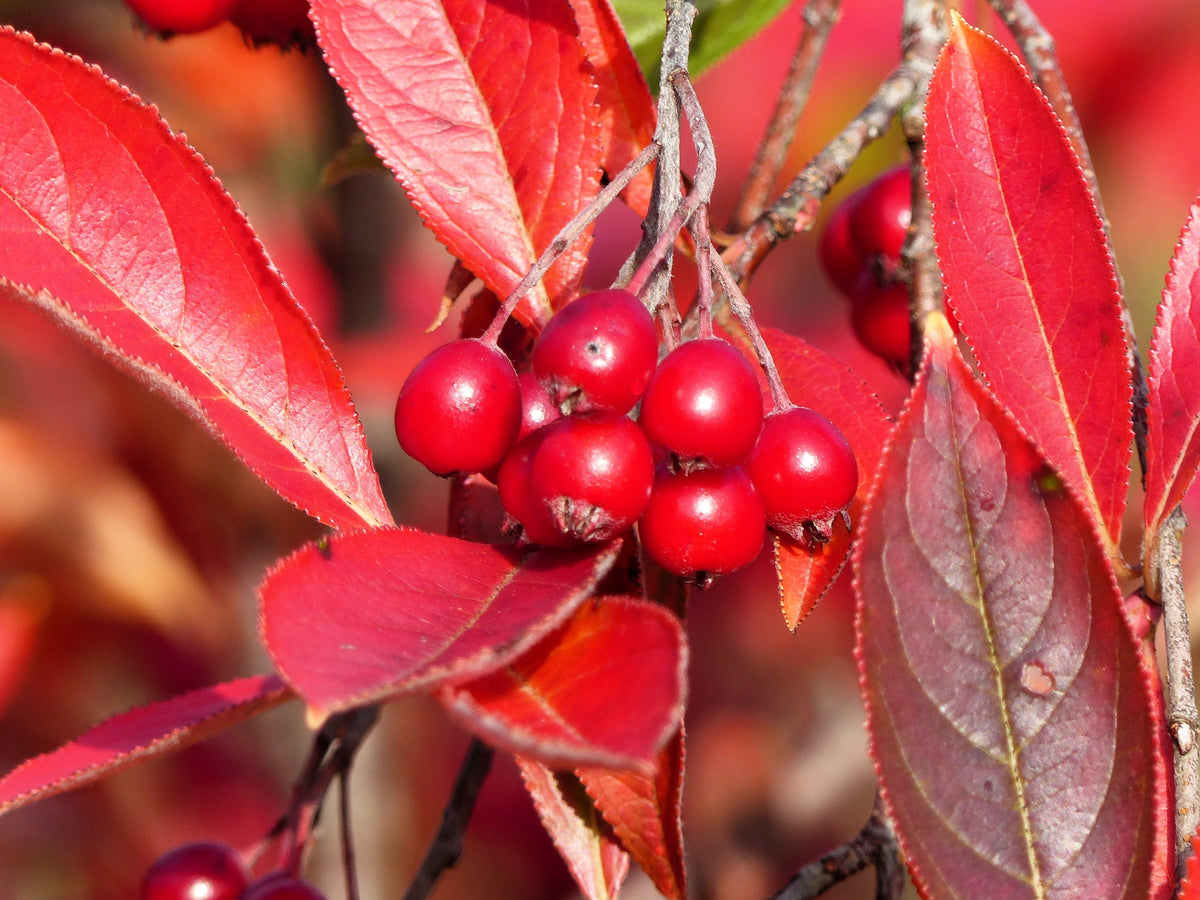 Red Chokeberry (Aronia arbutifolia) Seeds – 50 ct