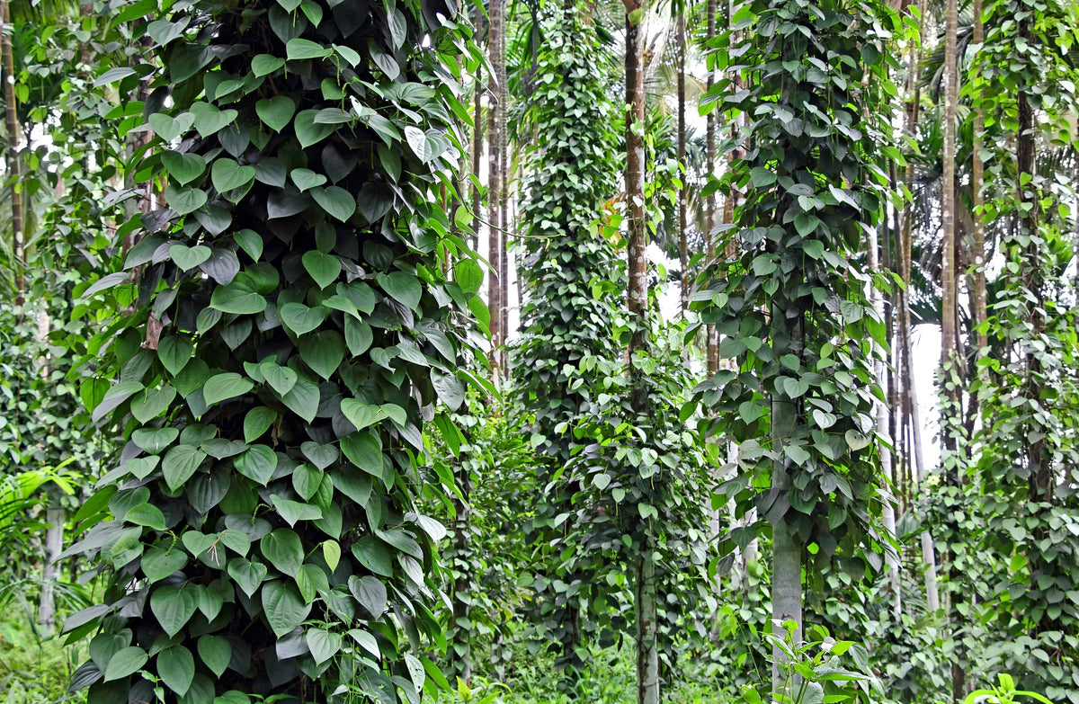 25 BLACK PEPPERCORN Black Pepper Piper Nigrum Spice Vine Seeds