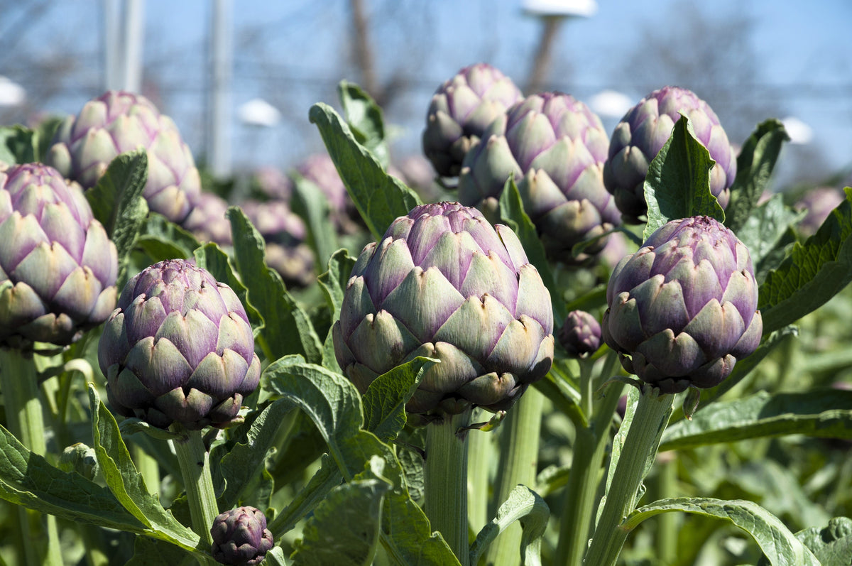 50 PURPLE ROMAGNA ARTICHOKE Italian Cynara Scolymus Flower Vegetable Seeds
