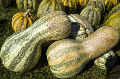 30 Green Striped Cushaw Squash (Cucurbita Mixta) Seeds