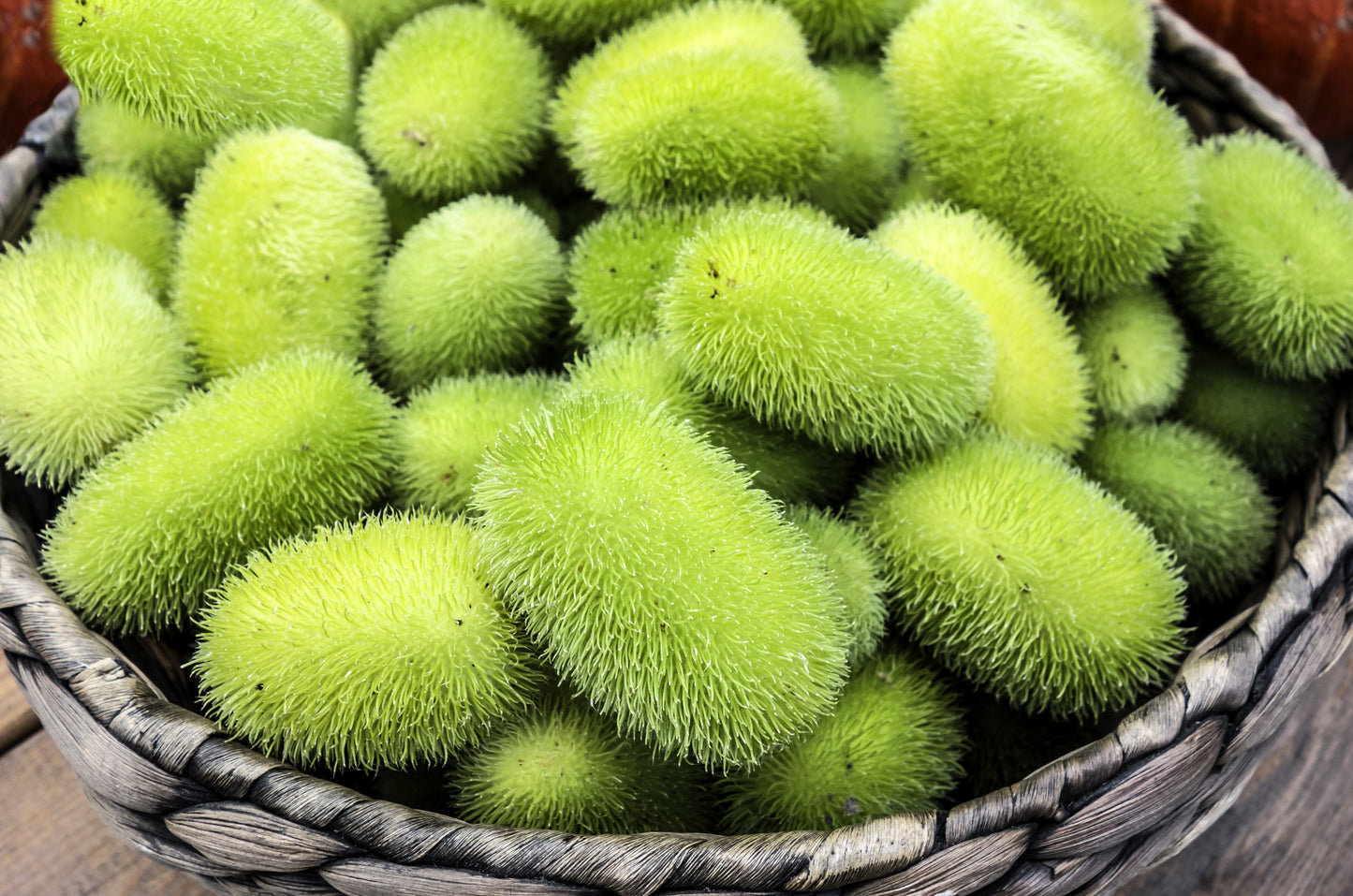 10 Wooly Bear Gourd (Cucumis Dipsaceus) Seeds