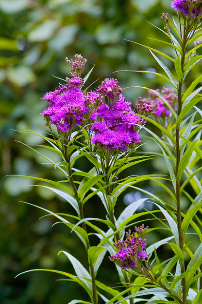 250 Common Ironweed (Vernonia Fasciculata) Seeds