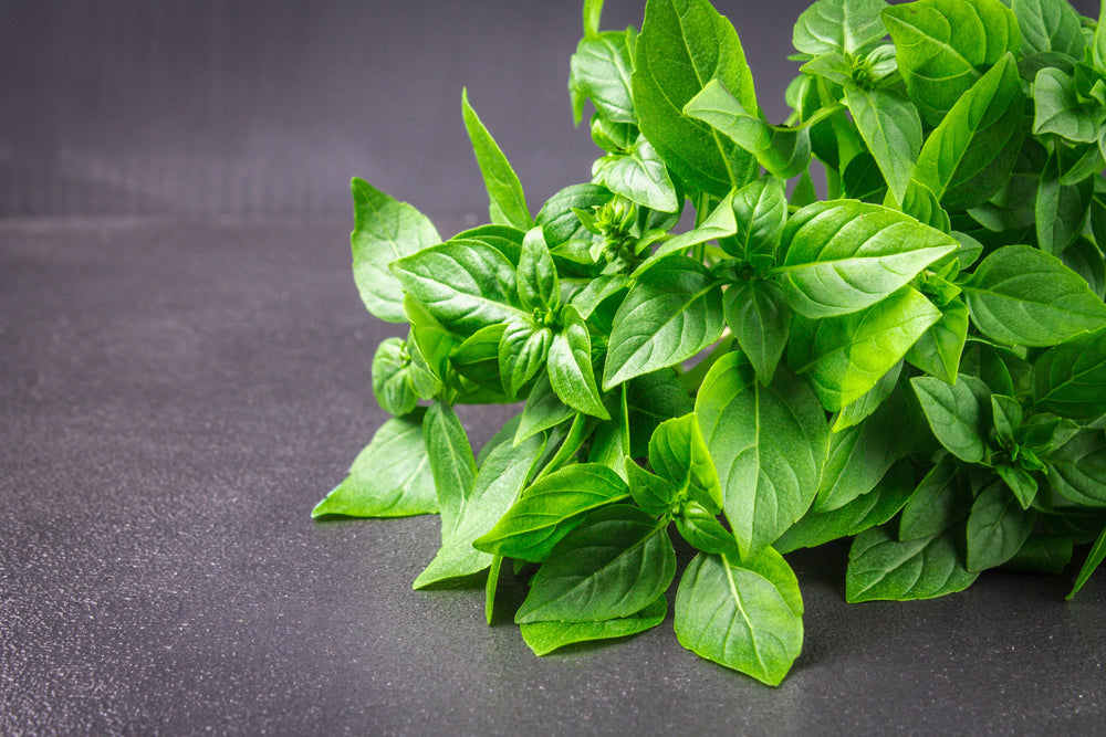 1500 Lemon Basil (Ocimum Basilicum) Seeds