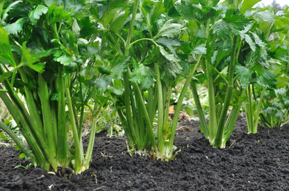 1000 Tall Utah Celery (Apium Graveolens) Seeds