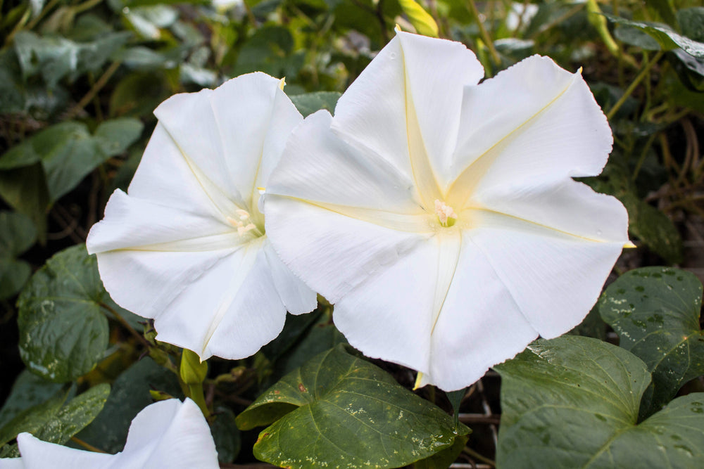 50 Moon Flower (Ipomoea Alba) Seeds