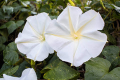 50 Moon Flower (Ipomoea Alba) Seeds