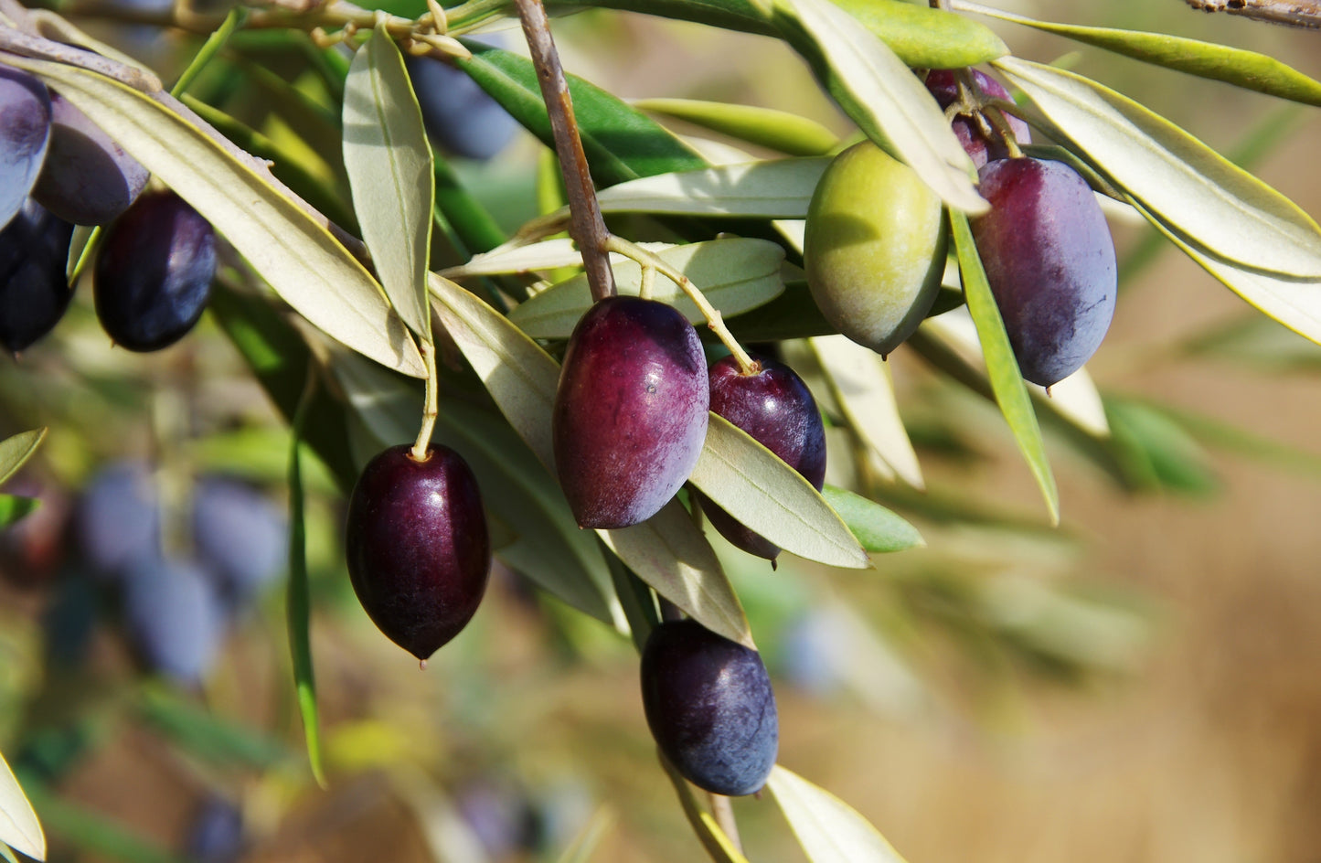 10 Canino Olive Tree (Olea Europaea Canino) Seed