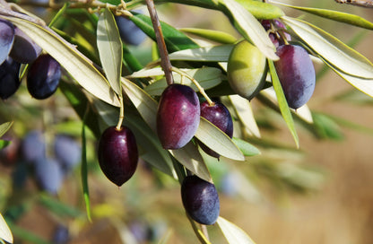 10 Canino Olive Tree (Olea Europaea Canino) Seed