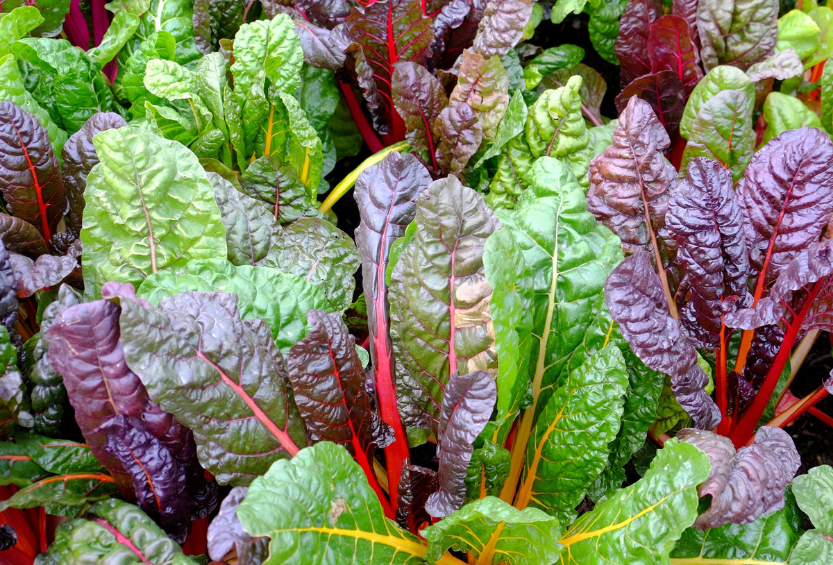150 Mixed Colors Northern Lights Swiss Chard (Beta Vulgaris Cicla) Seeds