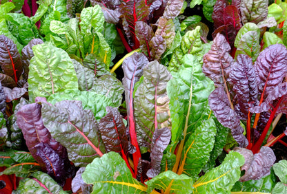 150 Mixed Colors Northern Lights Swiss Chard (Beta Vulgaris Cicla) Seeds