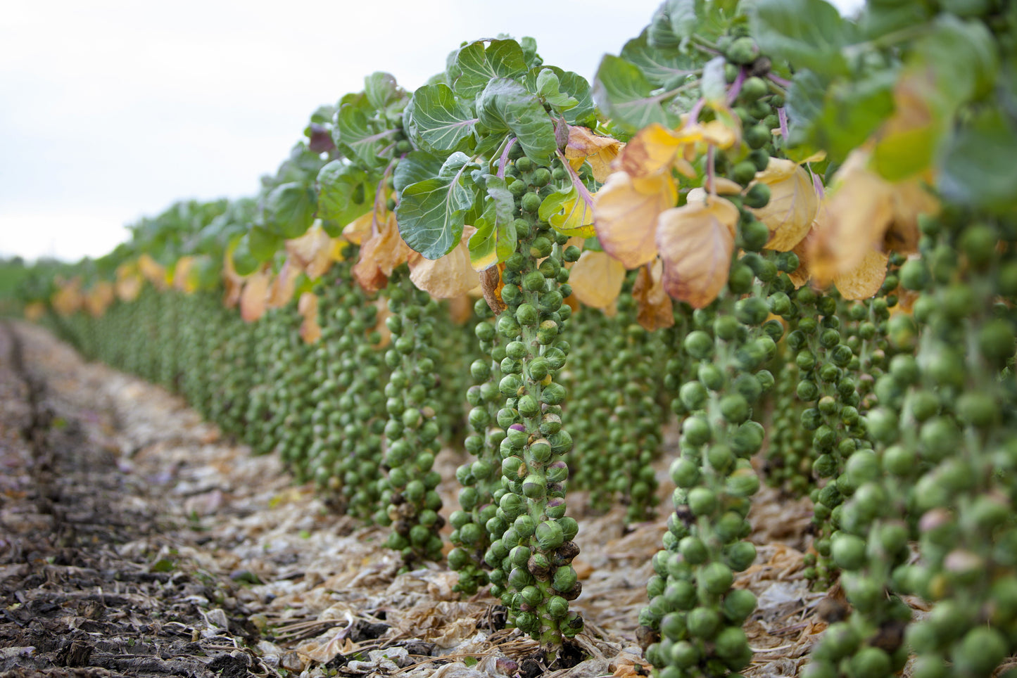 500 Heirloom Brussels Sprouts (Brassica Oleracea) Seeds