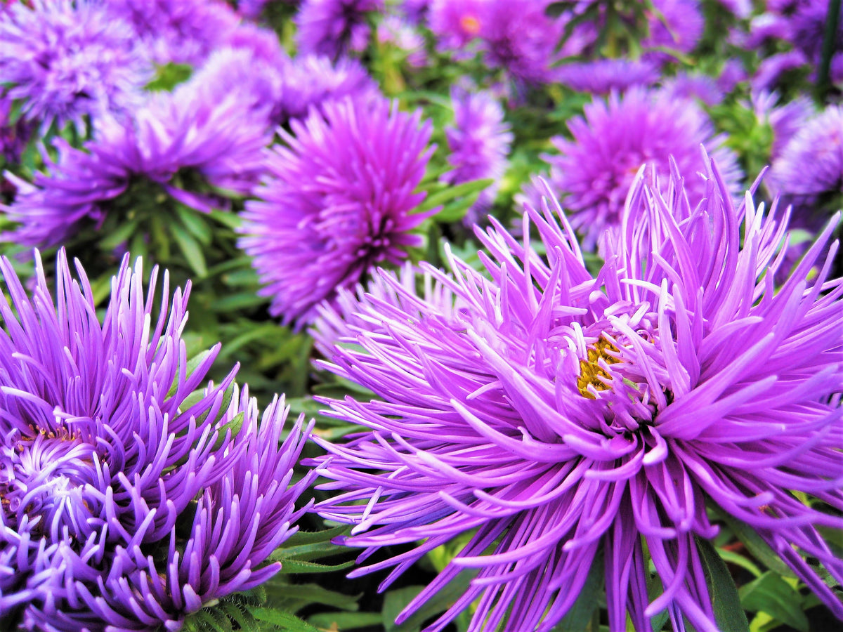Violet Needle Aster (Callistephus chinensis) Seeds – 30 ct