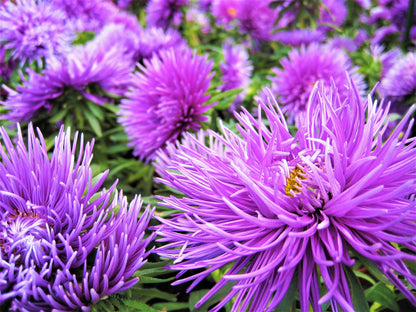 Violet Needle Aster (Callistephus chinensis) Seeds – 30 ct
