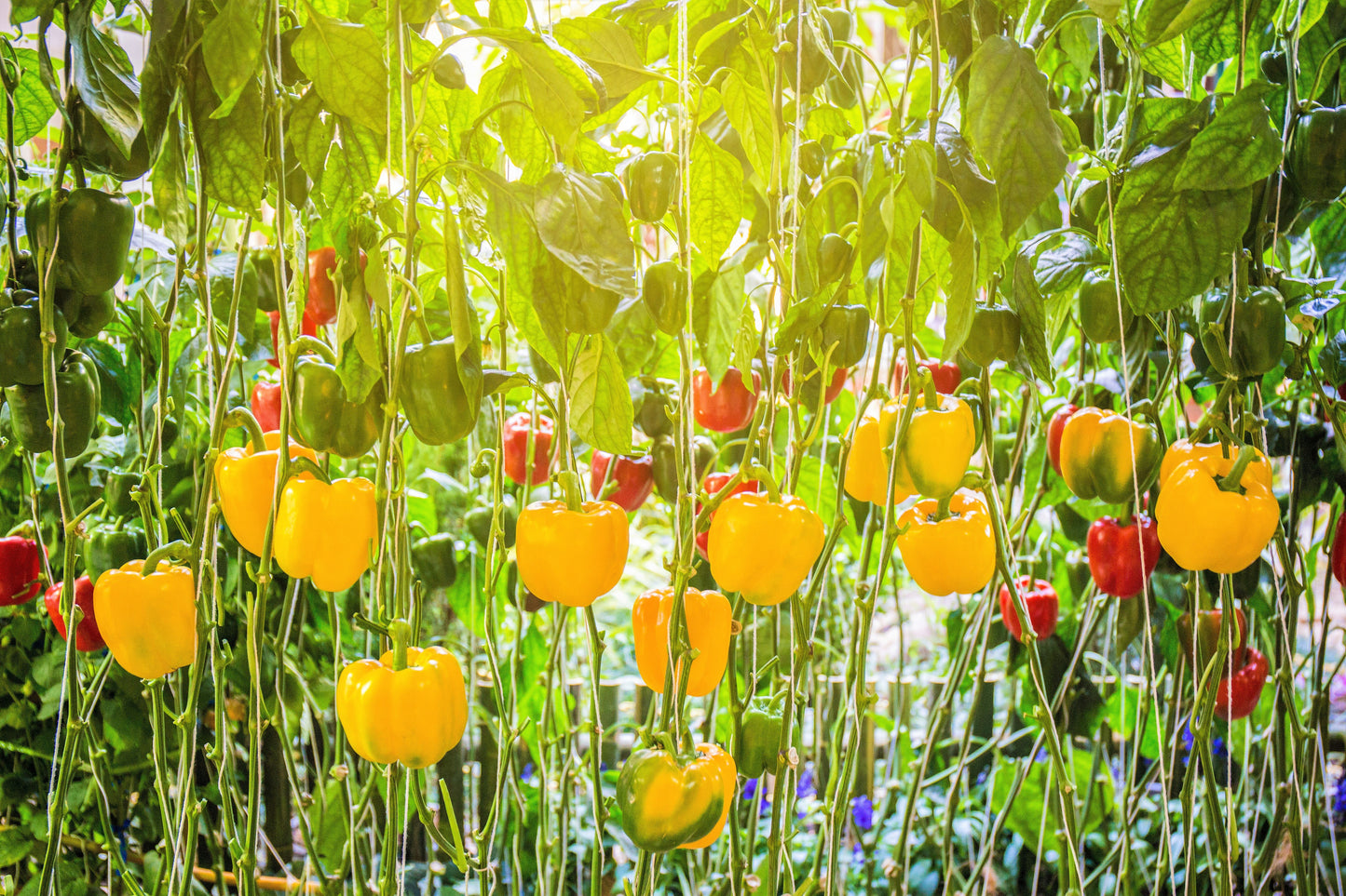 100 Yellow Bell Pepper (Capsicum Annuum) Seeds