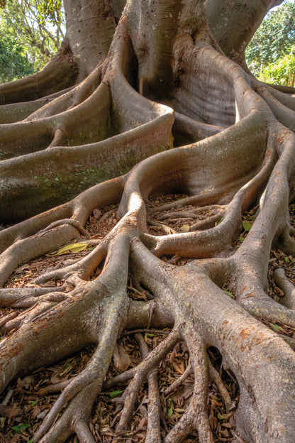 Banyan Fig (Ficus benghalensis) Seeds – 50 ct