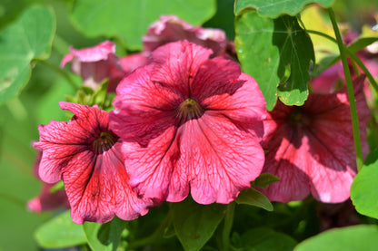 Salmon Petunia (Petunia × atkinsiana) Seeds – 25 ct