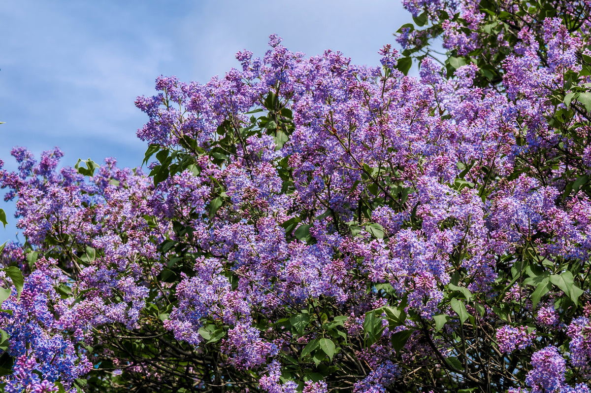 25 French Lilac (Syringa Vulgaris) Seeds