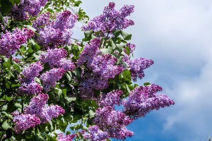 25 French Lilac (Syringa Vulgaris) Seeds