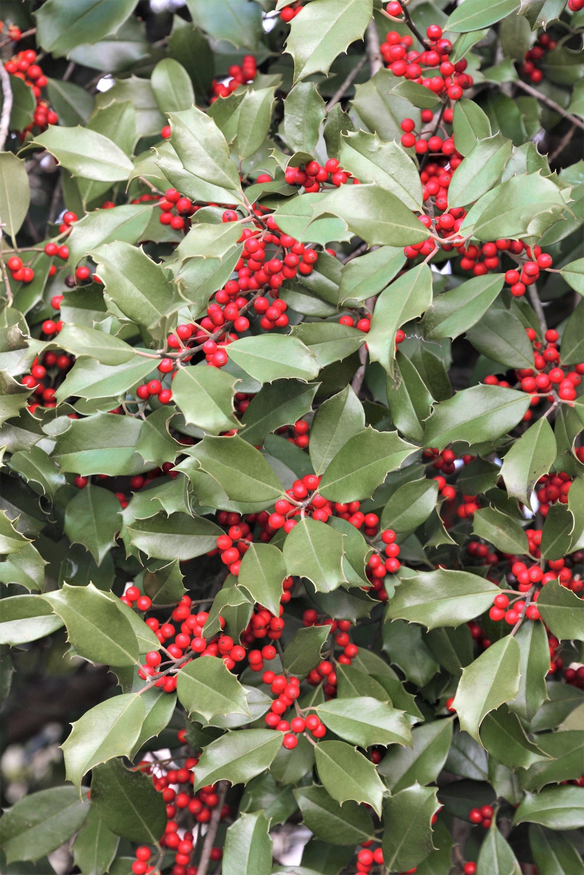 American Holly (Ilex opaca) Seeds – 40 ct