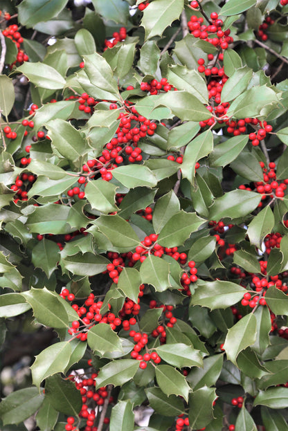 American Holly (Ilex opaca) Seeds – 40 ct