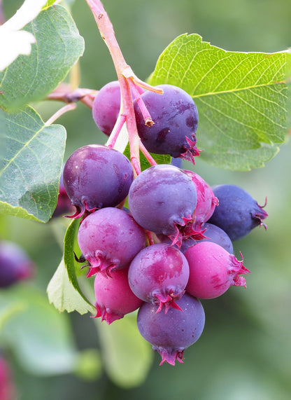 20 Saskatoon Serviceberry (Amelanchier Alnifolia) Seeds