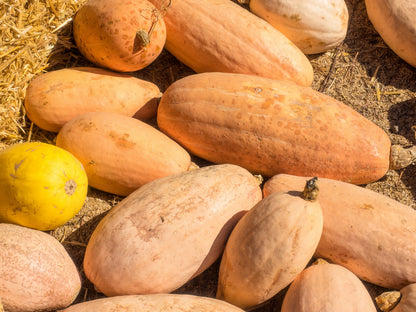25 Jumbo PINK BANANA SQUASH Perilla Frutescens Heirloom Winter Vegetable Seeds