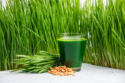 500 Cat Grass/Wheat Grass (Triticum Aestivum) Seeds