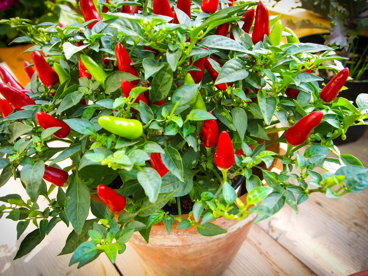Tabasco Pepper (Capsicum frutescens) Seeds – 50 ct