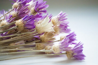300 Immortelle (Xeranthemum) Seeds