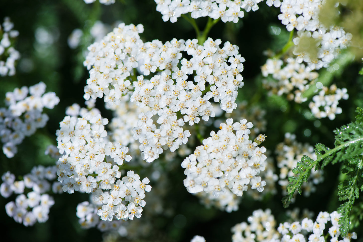 1000 White Yarrow (Achillea Millefolium) Seeds