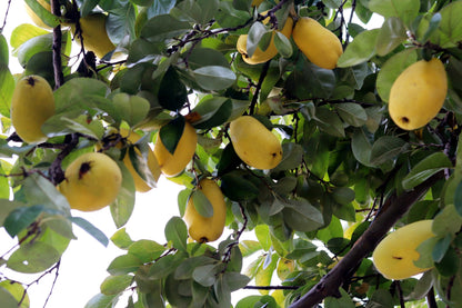 Chinese Quince (Pseudocydonia sinensis) Seeds – 20 ct
