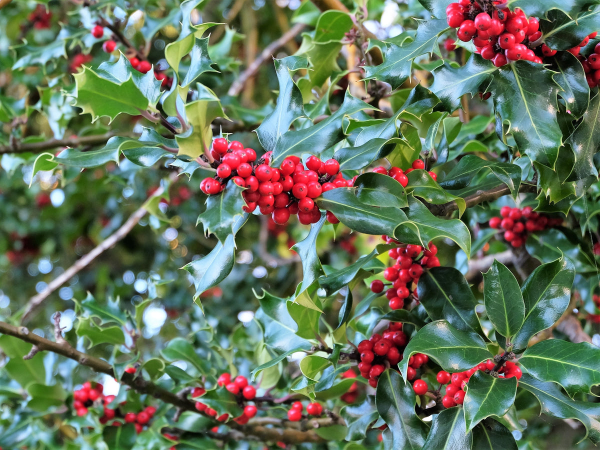American Holly (Ilex opaca) Seeds – 40 ct