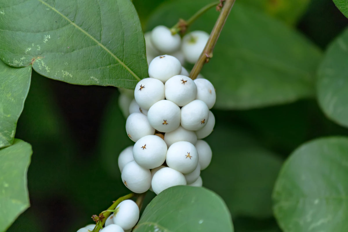 25 Common Snowberry (Symphoricarpos Alba) Seeds
