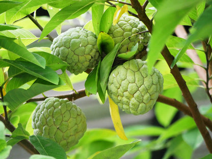 15 Sweetsop/ Custard Apple (Annona Squamosa) Seeds