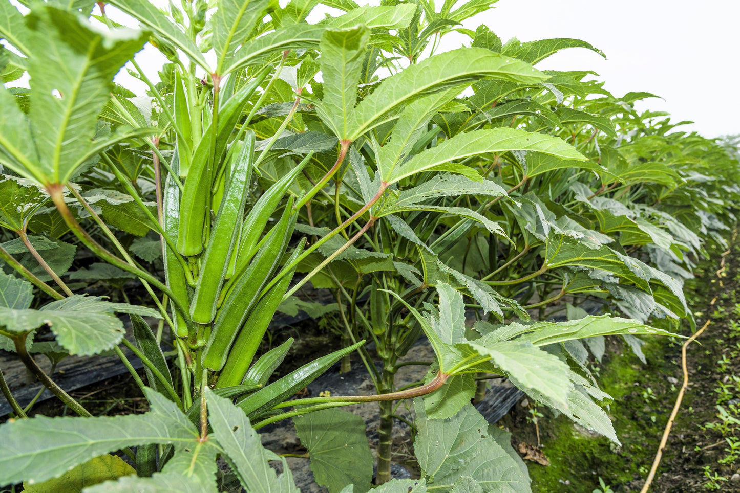 150 Emerald Okra (Abelmoschus Esculentus) Seeds