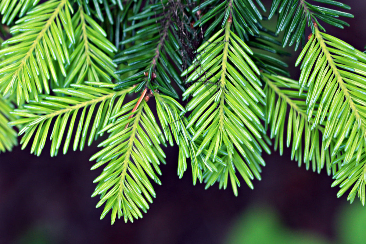 Douglas Fir (Pseudotsuga menziesii) Seeds – 20 ct