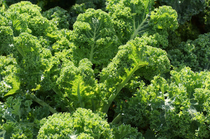 2500 Vates Blue Curled Kale (Brassica Oleracea) Seeds