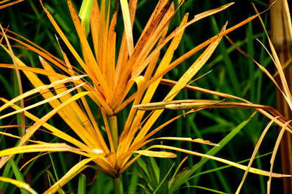 50 Umbrella Plant (Cyperus Alternifolius) Seeds