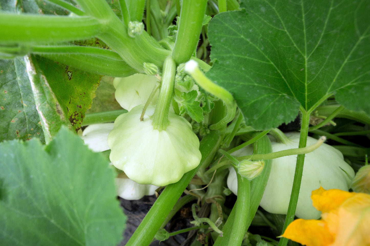 50 Patty Pan Squash (Cucurbita Pepo) Seeds