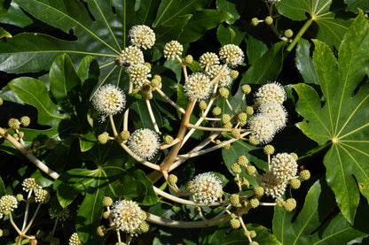 10 Japanese Fatsi (Fatsia Aralia Japonica) Seeds