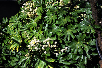 10 Japanese Fatsi (Fatsia Aralia Japonica) Seeds