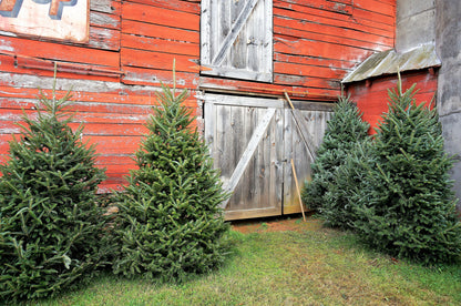 Fraser Fir ( Abies Fraseri ) Seeds