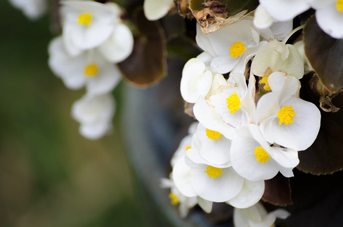 Mixed Wax Begonia (Begonia semperflorens) Seeds – 25 ct