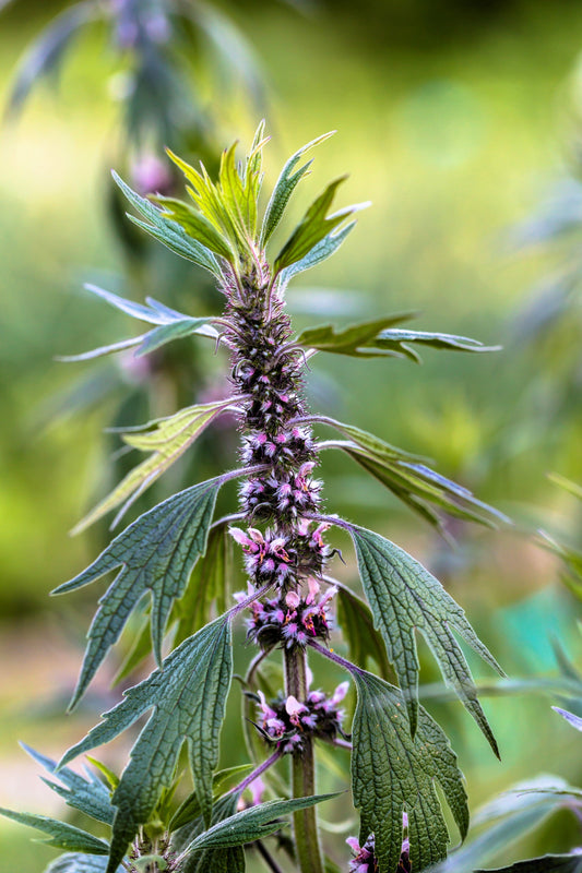 Motherwort (Leonurus cardiaca) Seeds – 50 ct