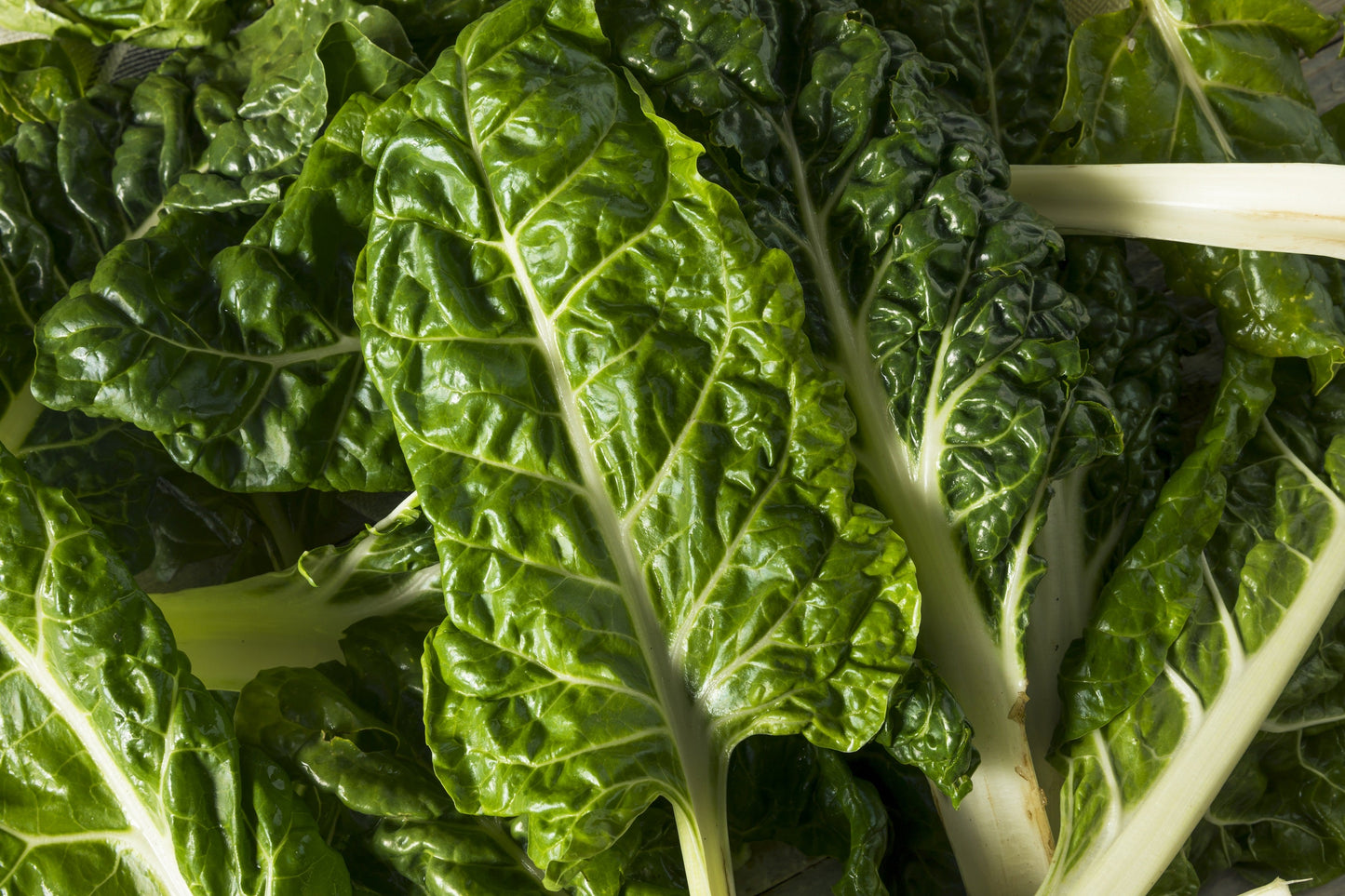 300 Lucullus Swiss Chard (Beta Vulgaris) Seeds